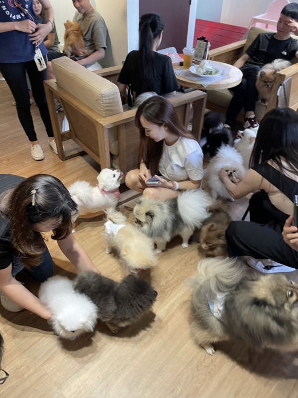 森林小徑文心店對寵物超友善